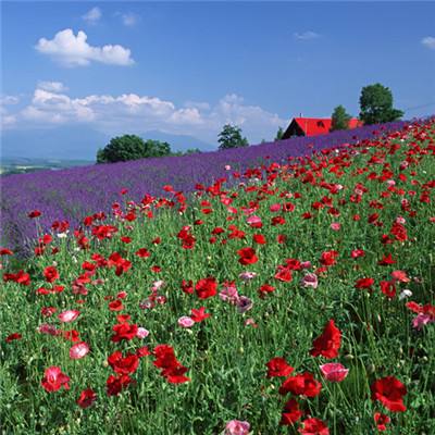 best365官网手机版下载手机版